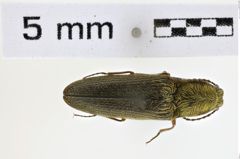 Foto (Dorsalansicht) von Gambrinus fulvipilis (NHMW-ZOO-COL-0008584)